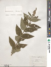 Teucrium canadense image