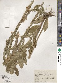 Teucrium canadense image