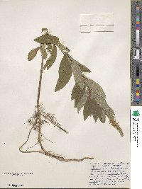 Teucrium canadense image