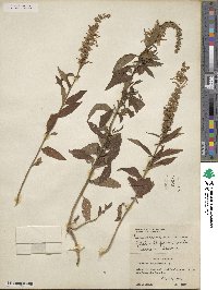 Teucrium canadense image