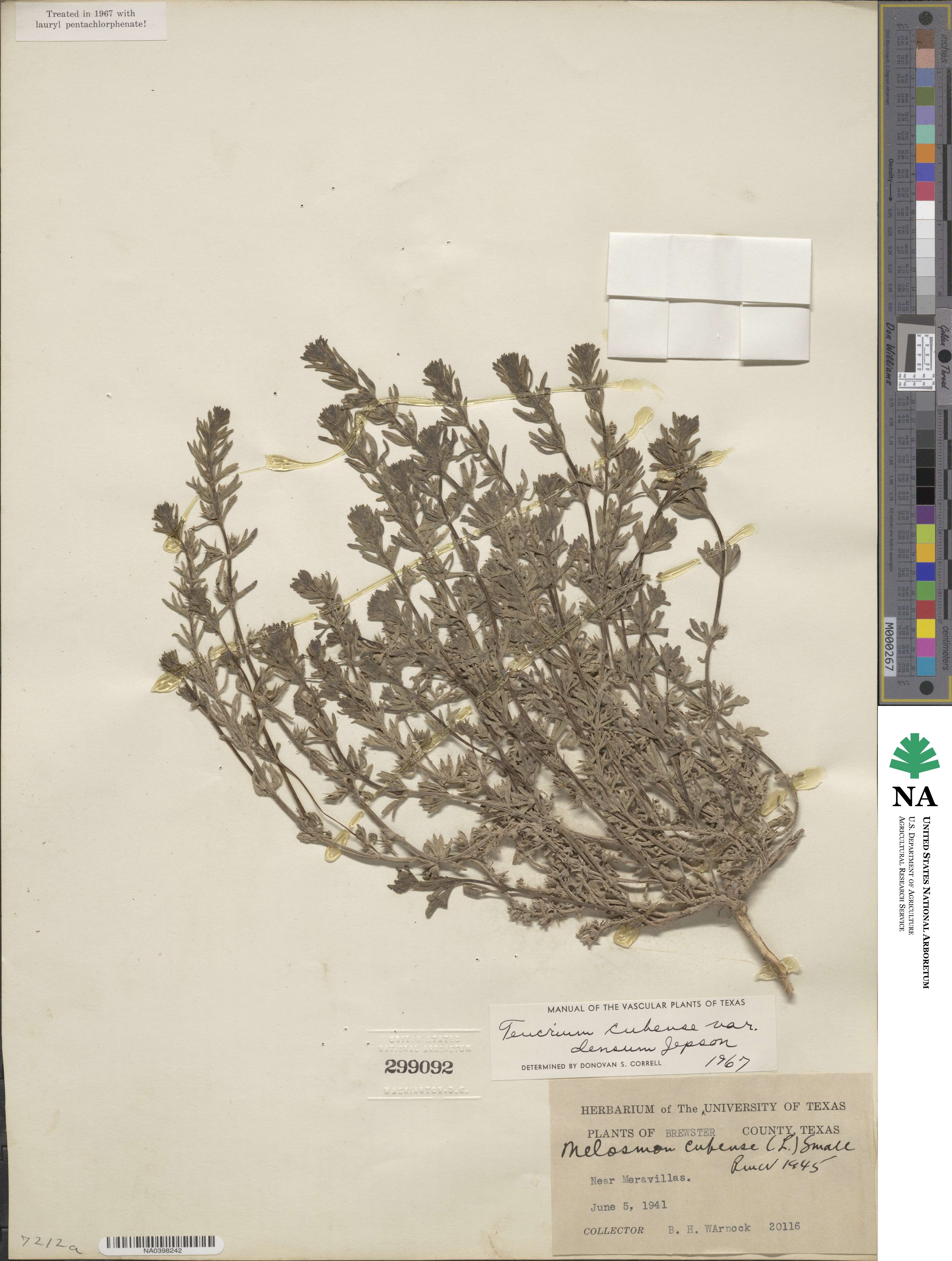 Teucrium depressum image