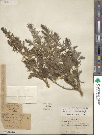 Teucrium cubense image