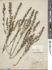 Teucrium cubense image