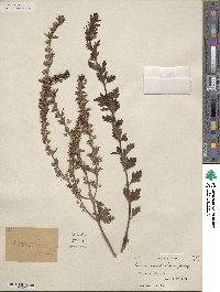 Teucrium cubense image