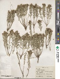 Teucrium cubense image