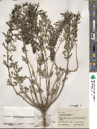 Teucrium cubense image