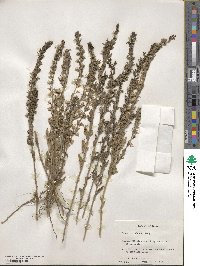 Teucrium cubense image