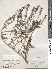 Teucrium cubense image