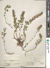 Teucrium chamaedrys image