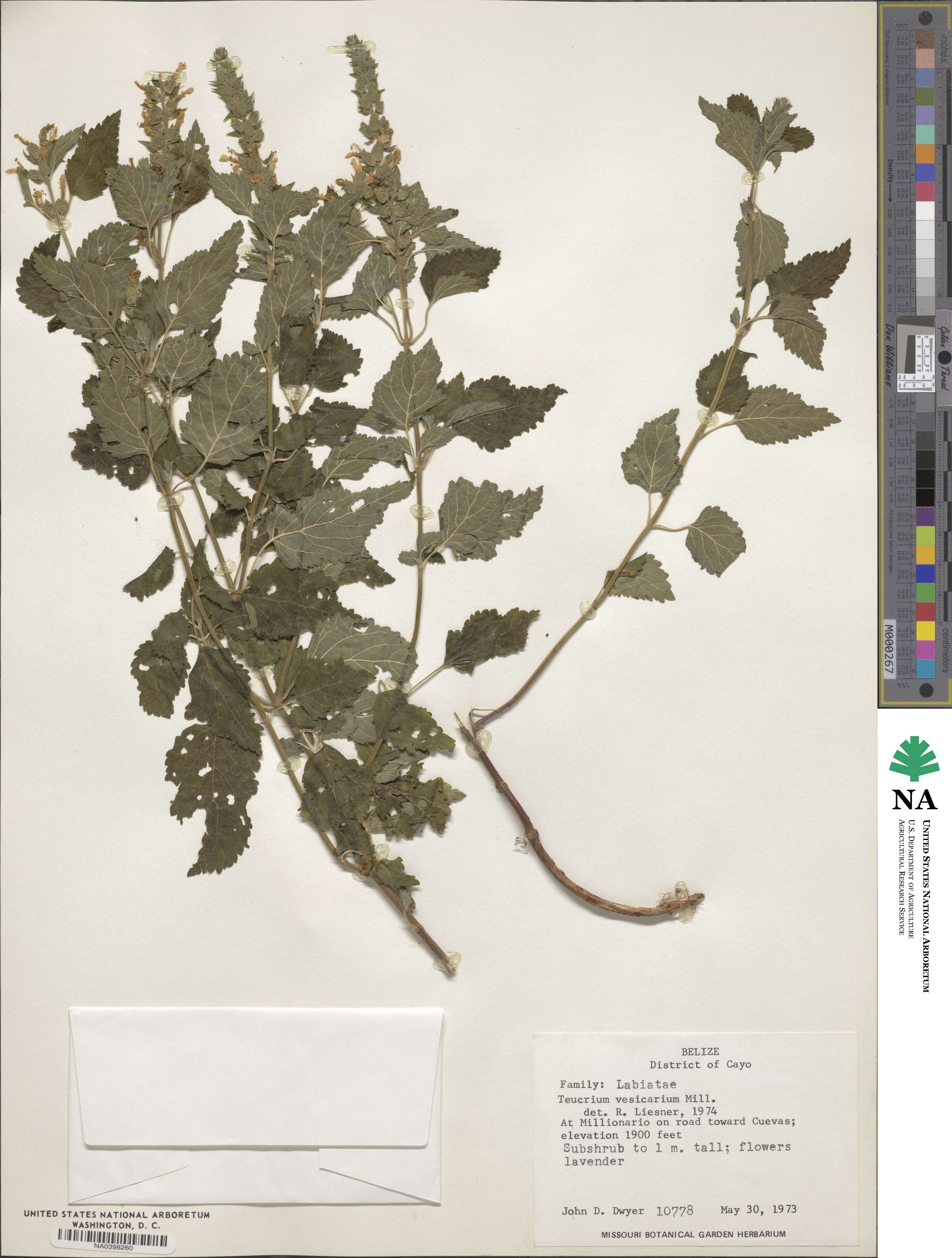 Teucrium vesicarium image