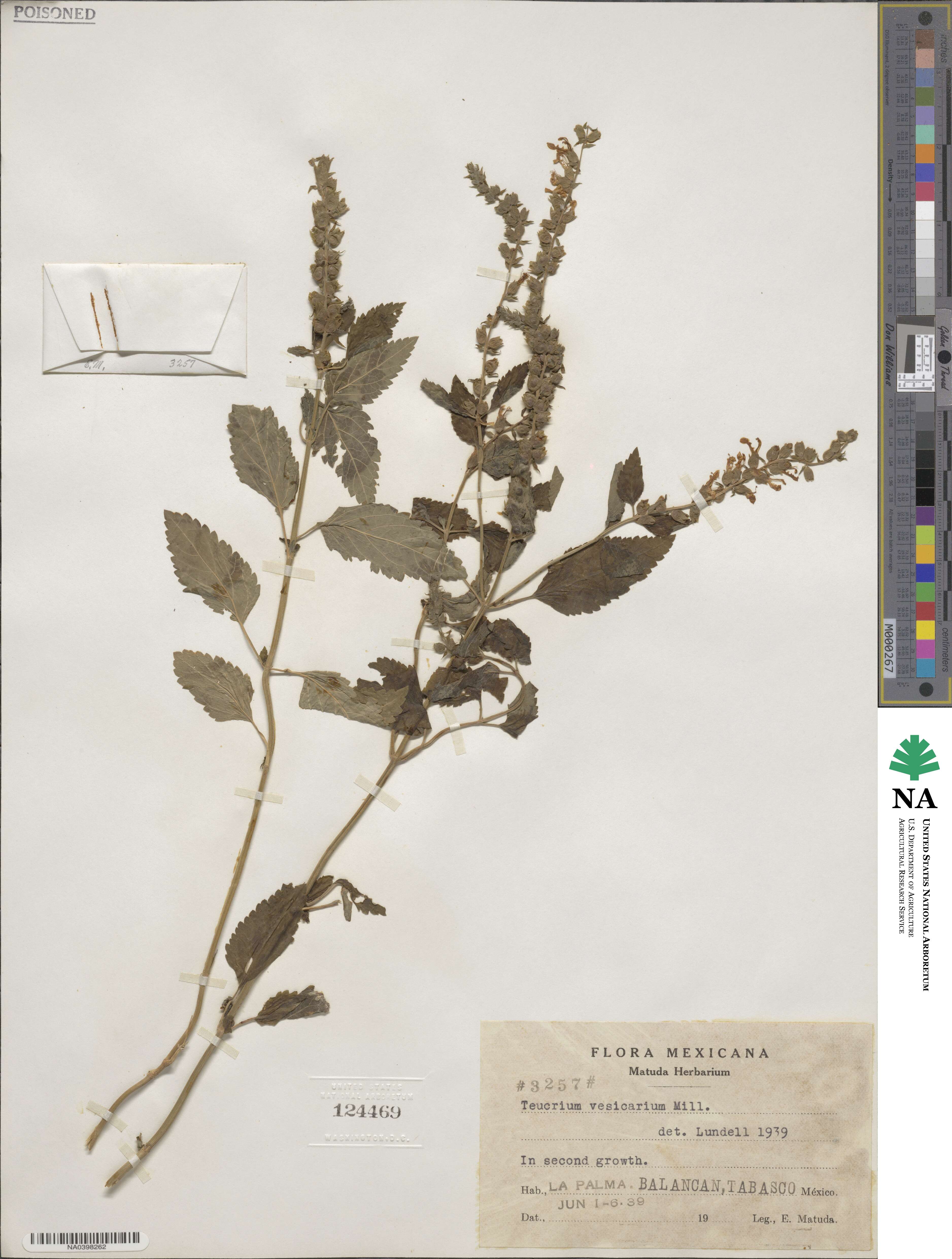 Teucrium vesicarium image