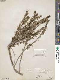 Teucrium cubense image