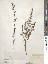 Teucrium cubense image