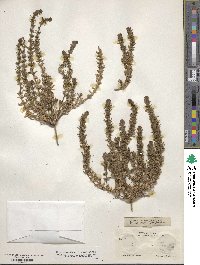 Teucrium cubense image