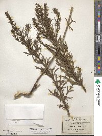 Teucrium cubense image