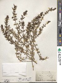 Teucrium cubense image