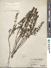 Teucrium cubense image