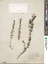 Teucrium cubense image