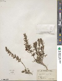 Teucrium cubense image