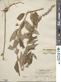 Teucrium canadense image