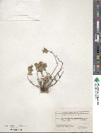 Teucrium chamaedrys image