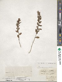 Teucrium chamaedrys image