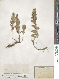 Teucrium chamaedrys image