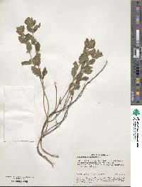 Teucrium chamaedrys image