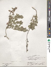 Teucrium chamaedrys image