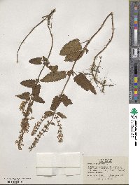 Teucrium chamaedrys image