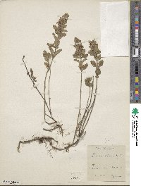 Teucrium chamaedrys image