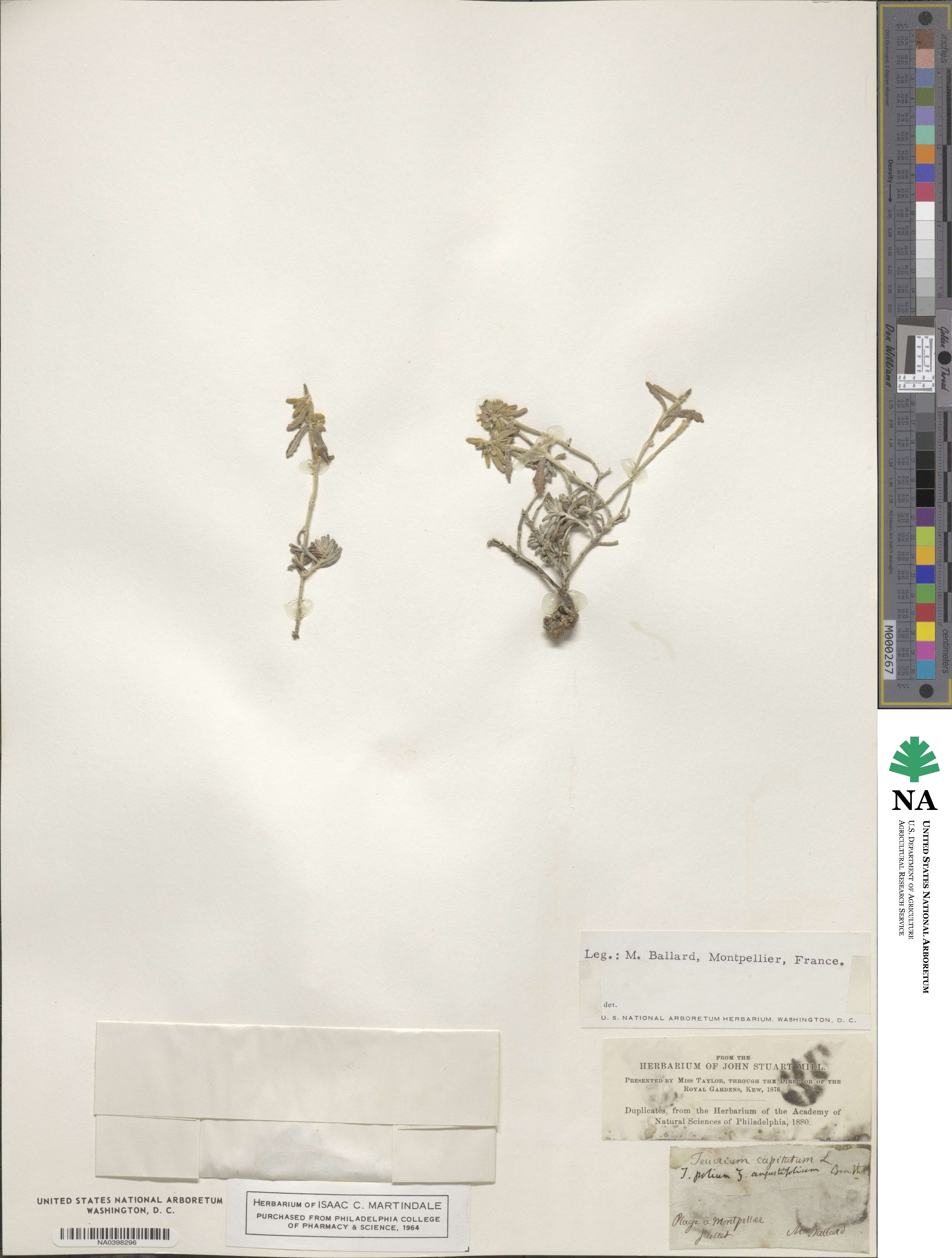 Teucrium capitatum image