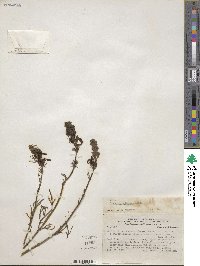 Teucrium nudicaule image