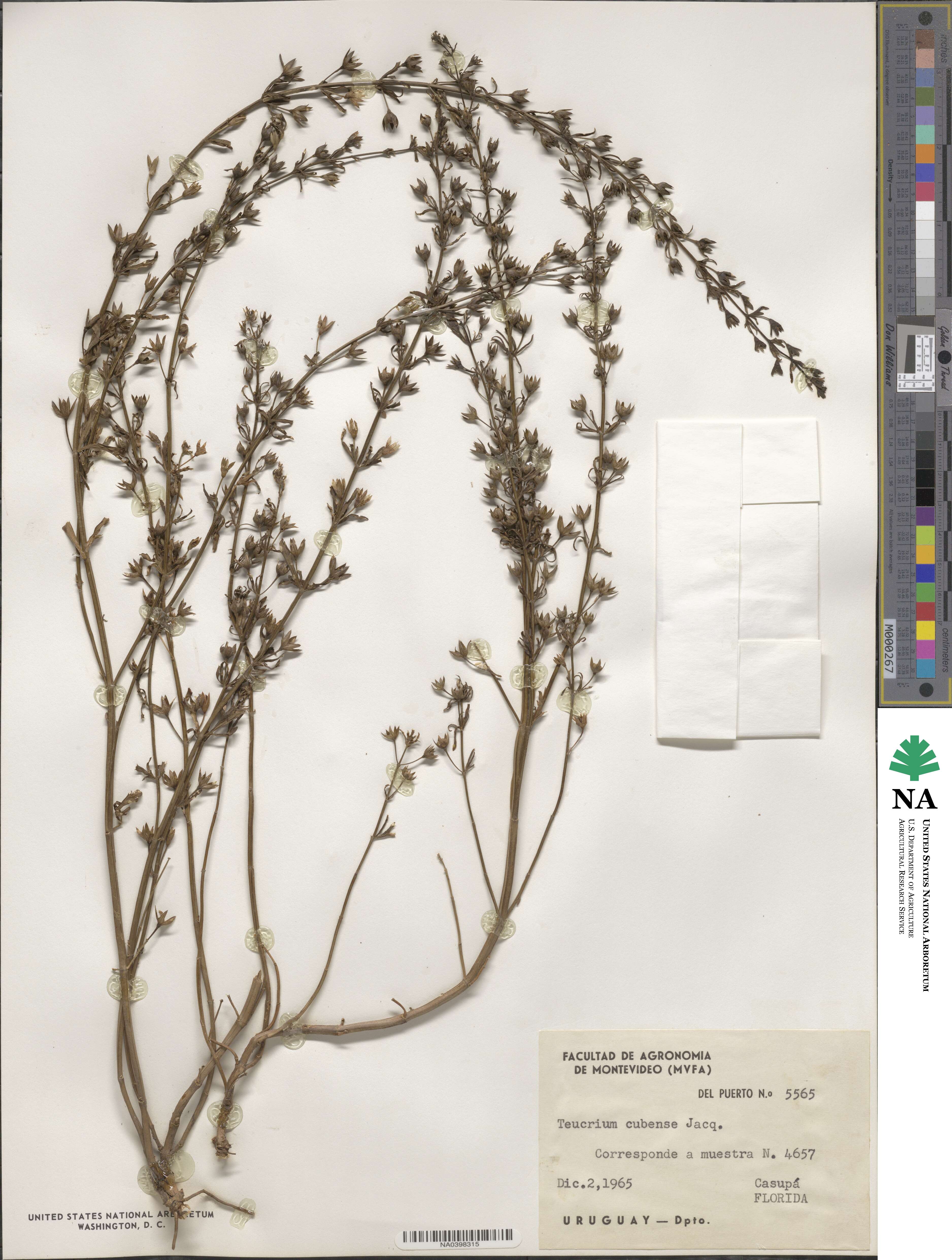 Teucrium cubense image