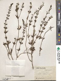 Teucrium cubense image