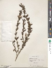 Teucrium bicolor image