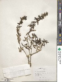 Teucrium bicolor image