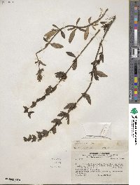 Teucrium bicolor image