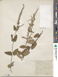 Teucrium scorodonia image