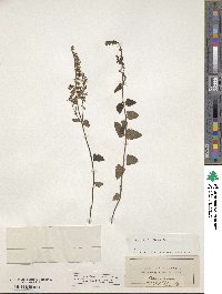 Teucrium scorodonia image