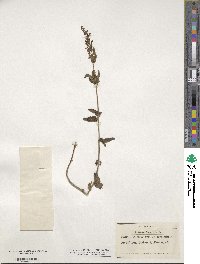 Teucrium scorodonia image