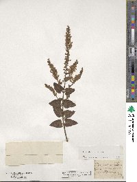 Teucrium scorodonia image