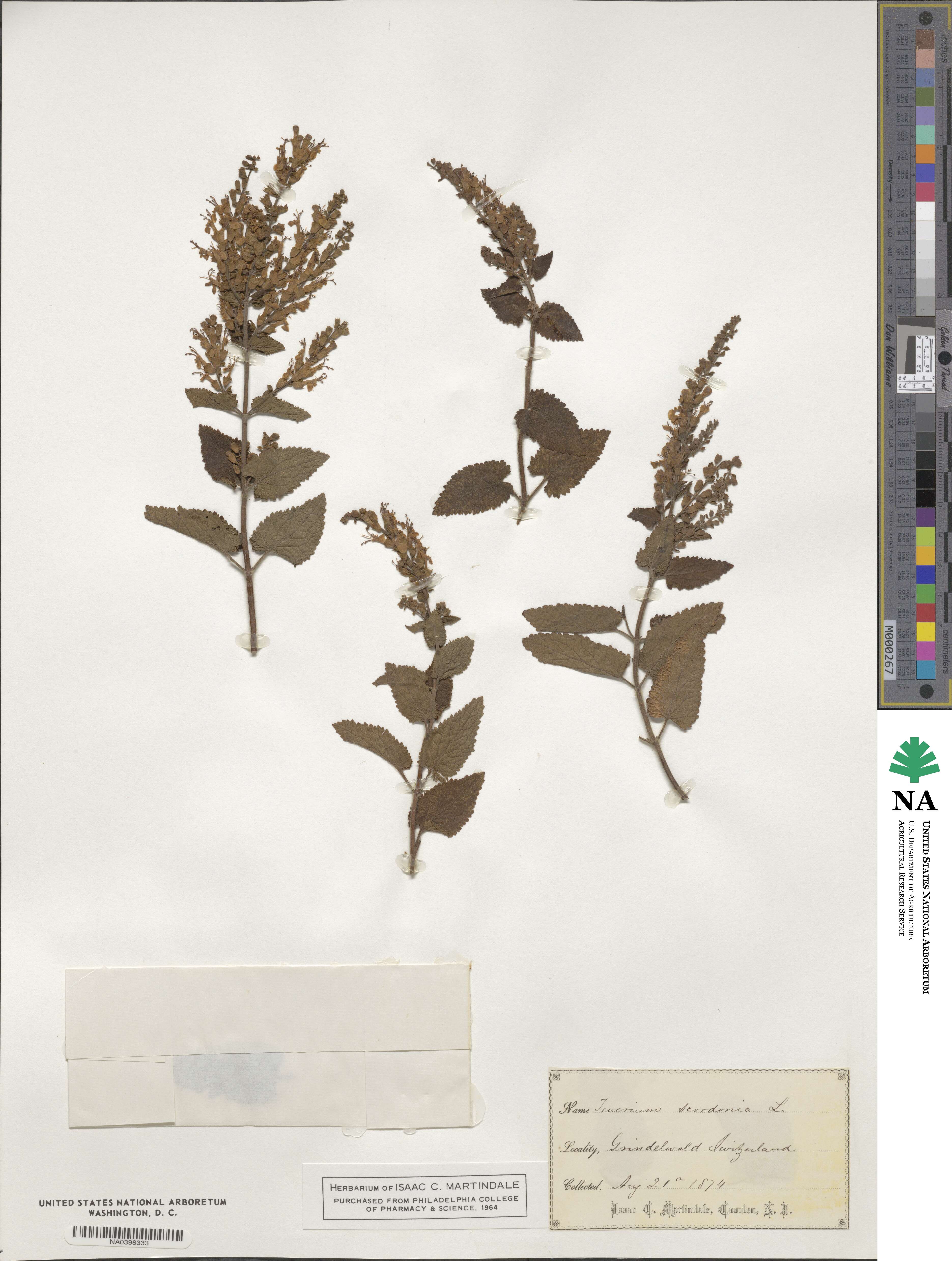 Teucrium scorodonia image