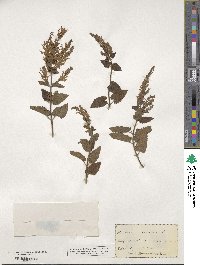 Teucrium scorodonia image