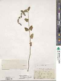 Teucrium scorodonia image