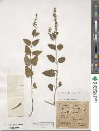 Teucrium scorodonia image