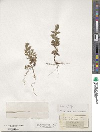 Teucrium scorodonia image