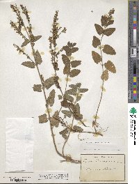 Teucrium scorodonia image