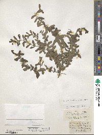 Teucrium scordium image