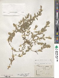 Teucrium scordium image